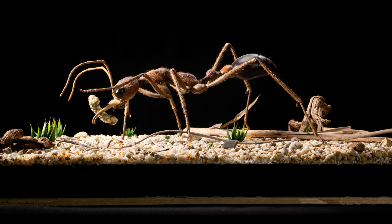 Ant Museum Model.