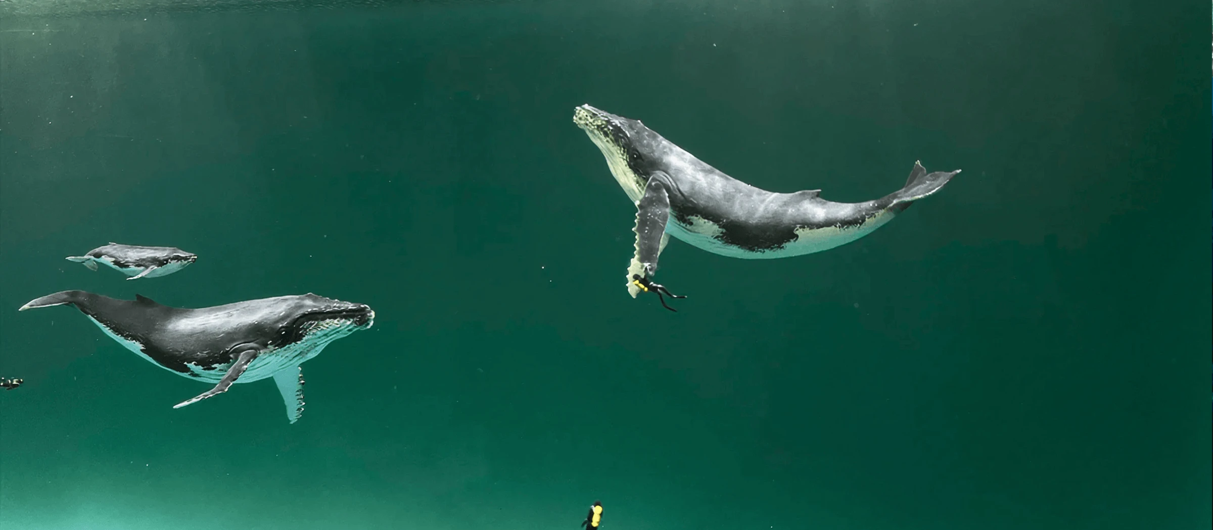 How to Cast ~26 Gallons (≈100 L) of Epoxy: A Practical Multi-Layer Deep-Pour Process